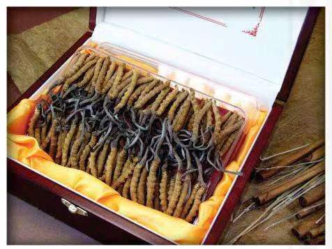 西峰冬虫夏草回收